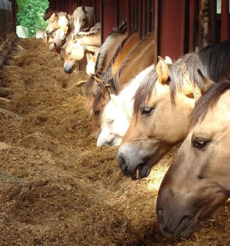 Paarden bij Manege van Loon
