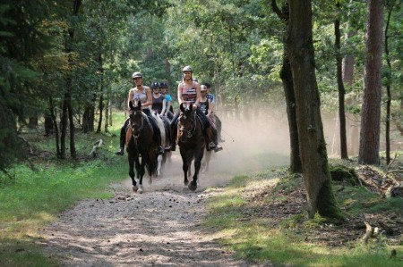 buitenrit-paarden-duinen